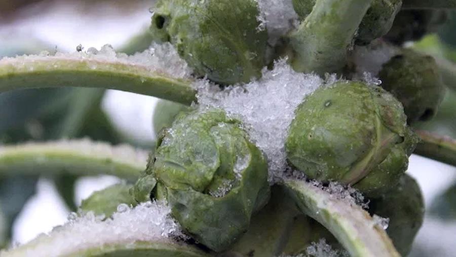 Dossier légumes hivernals