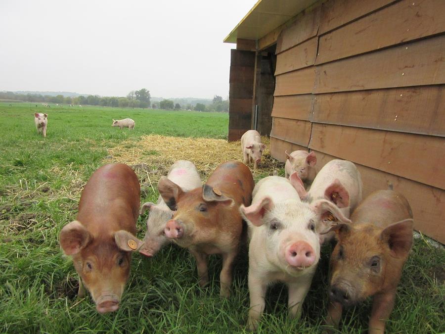VARKENSVLEES BOORDEVOL VITAMINES VAN PORC QUALITÉ ARDENNE