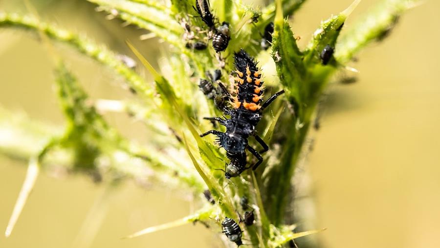 PLAGEN BEVECHTEN MET NATUURLIJKE VIJANDEN