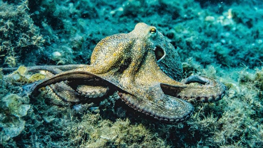 Octopus op het menu? Tijd voor een tweede blik