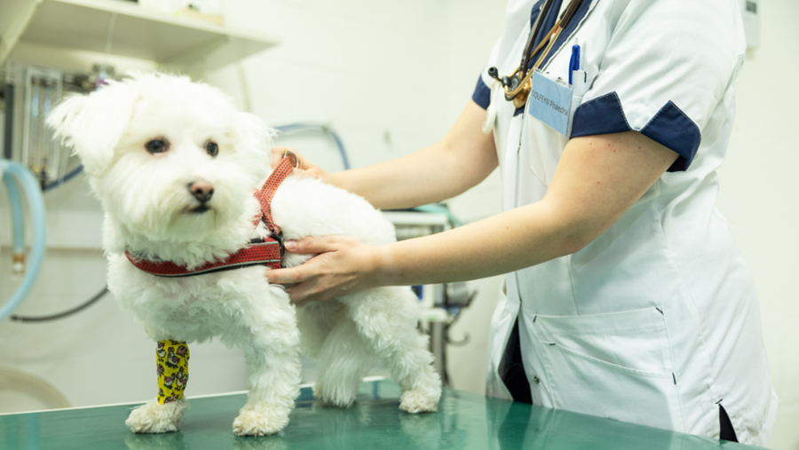 Antibioticaregistratie: Dierenartsen in overleg met Vandenbroucke