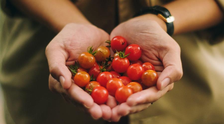 Un arsenal de variétés de tomates